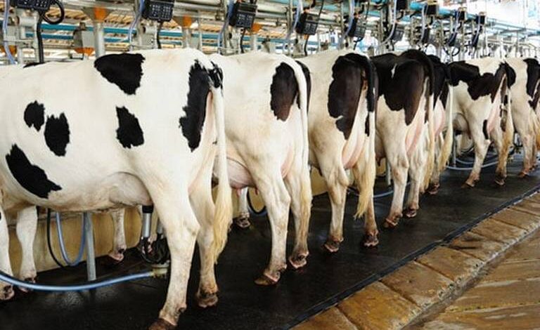 Ocupa Chihuahua cuarto lugar nacional en producción de leche