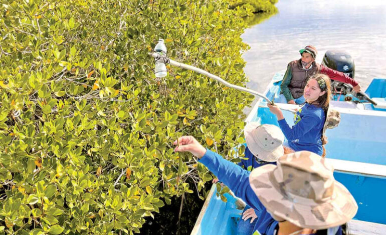 Detienen a pareja con arma y droga en Juárez