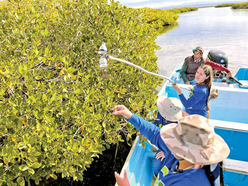 Detienen a pareja con arma y droga en Juárez