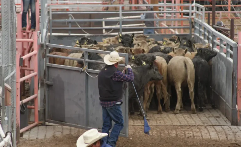 Pide E.U que ganado exportado llegue sano y sin lesiones