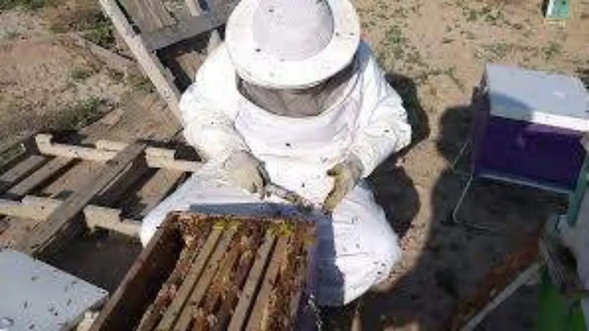 Productora de Samalayuca distribuye miel local de 80 colmenas