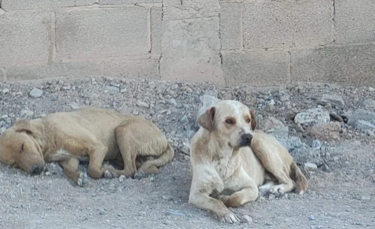 Vecinos de la colonia Galeana piden ayuda por jaurías de perros